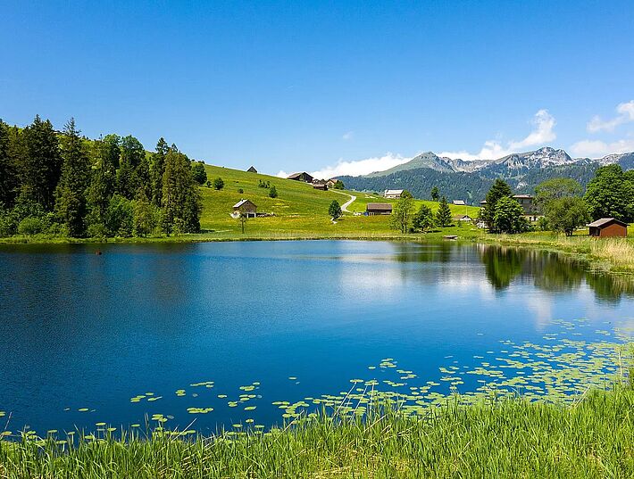 Quelle: Stump&#039;s Alpenrose